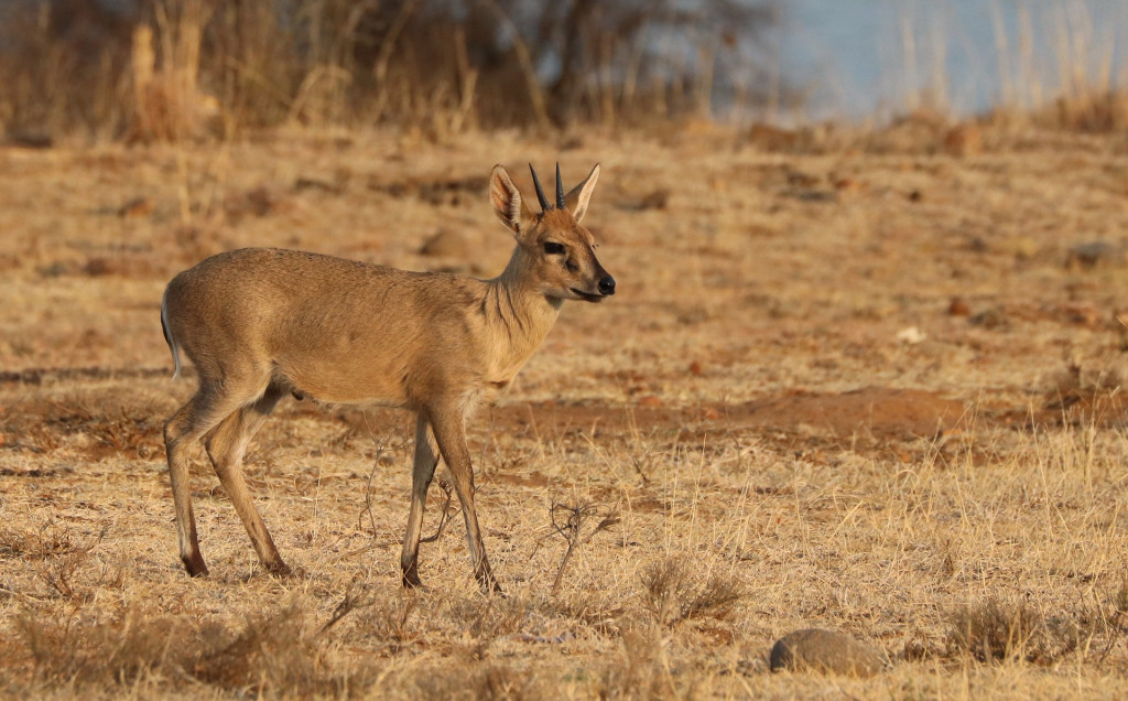 Duiker