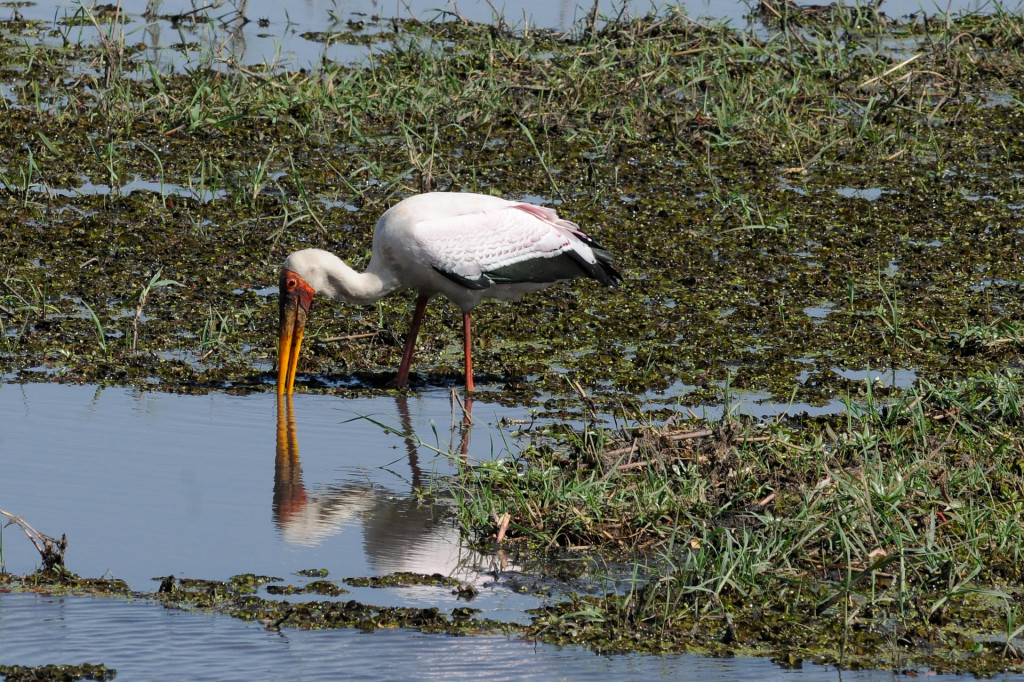 Yellow-billed Stork