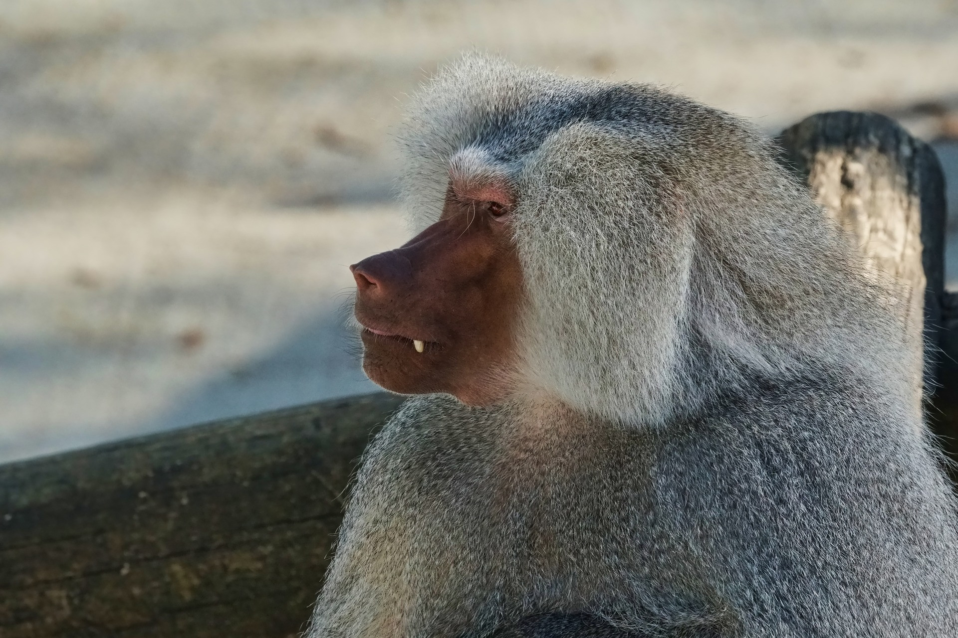 Baboon