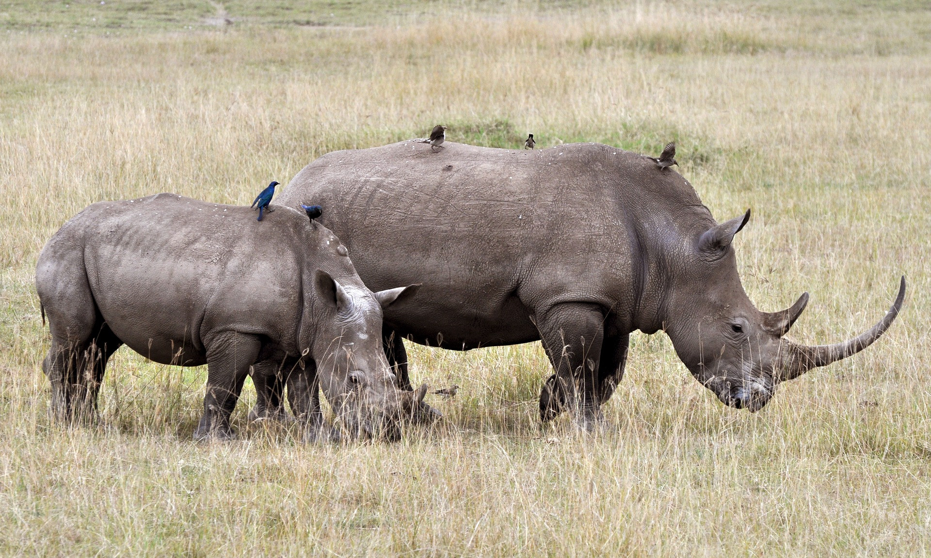 Rhinoceros