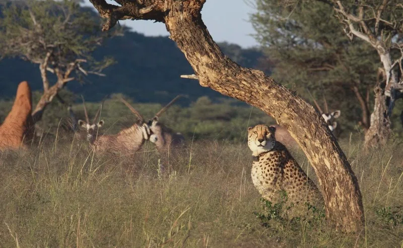 Okonjima Private Nature Reserve 5