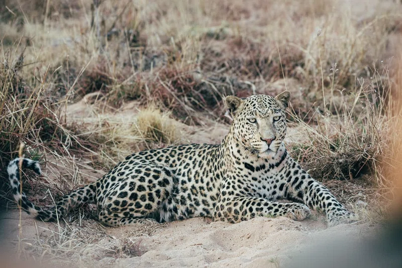 Okonjima Private Nature Reserve 4