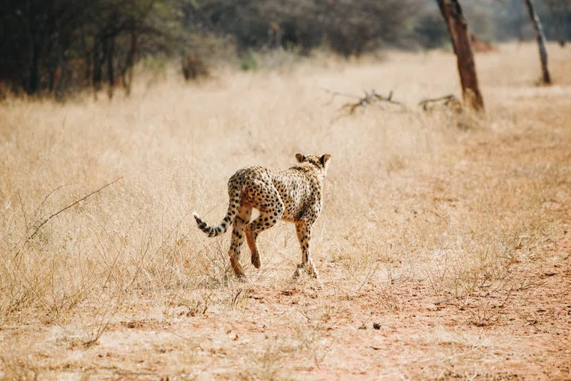 Okonjima Private Nature Reserve 2