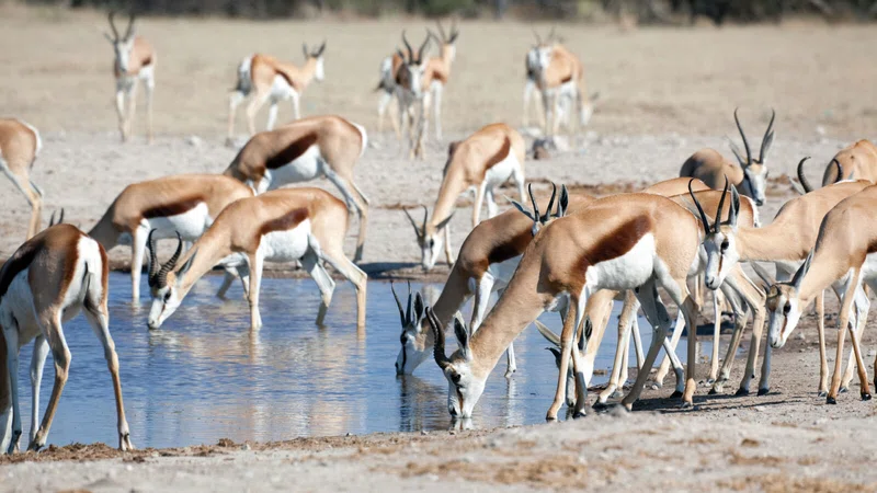 Nxai Pan National Park 3