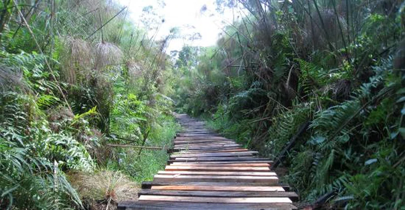 Bigodi Wetland Sanctuary 2