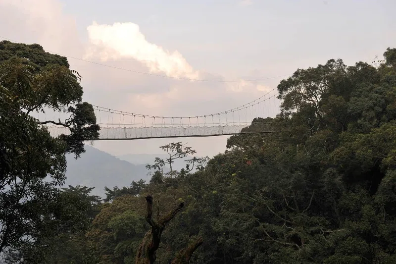 Nyungwe National Park 3