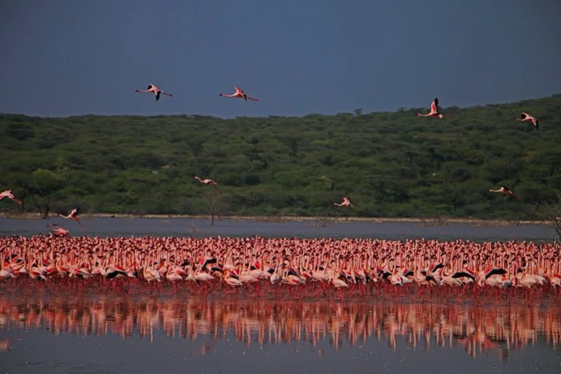 Lake Bogoria National Reserve 4