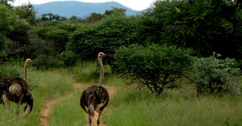 Pian Upe Wildlife Reserve 2