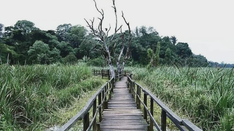 Saiwa Swamp National Park 4