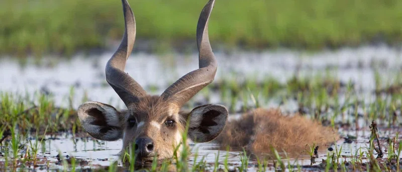 Saiwa Swamp National Park 3