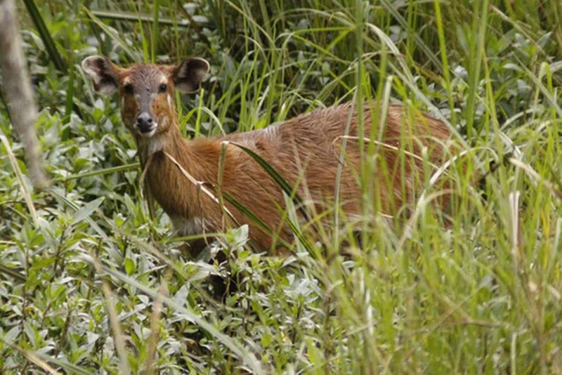 Saiwa Swamp National Park 5