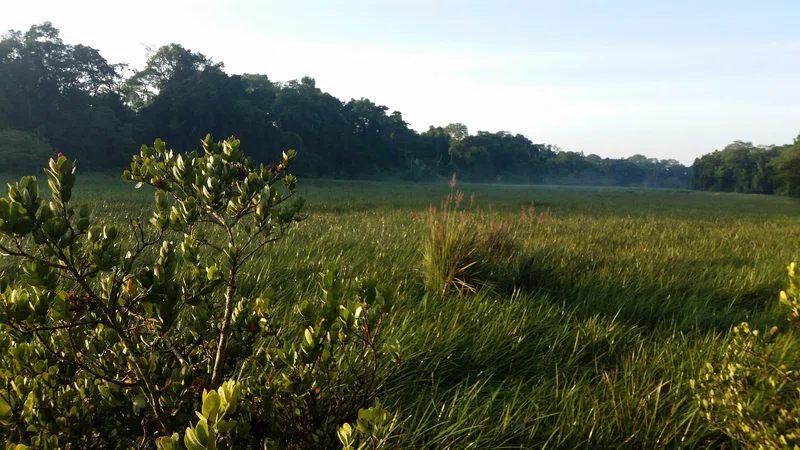 Saiwa Swamp National Park 2