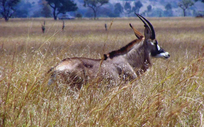 Ruma National Park 2