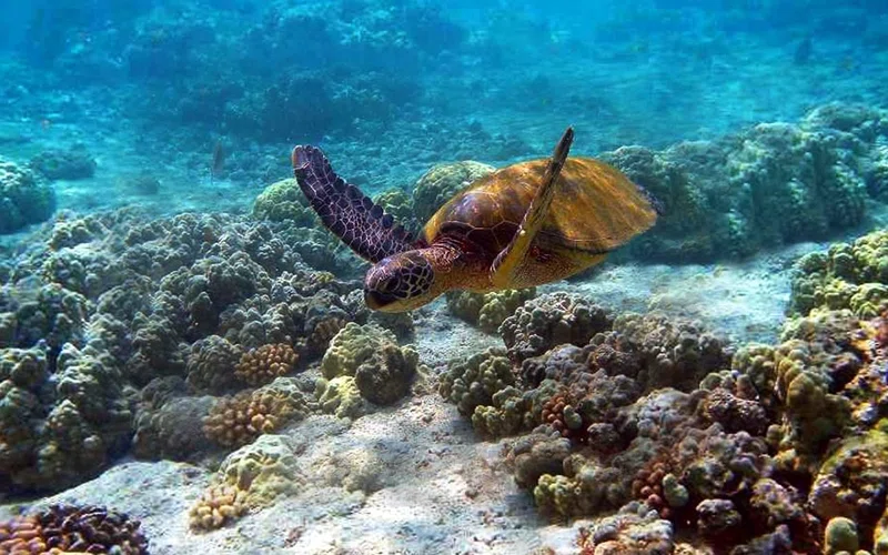 Watamu Marine National Park 3