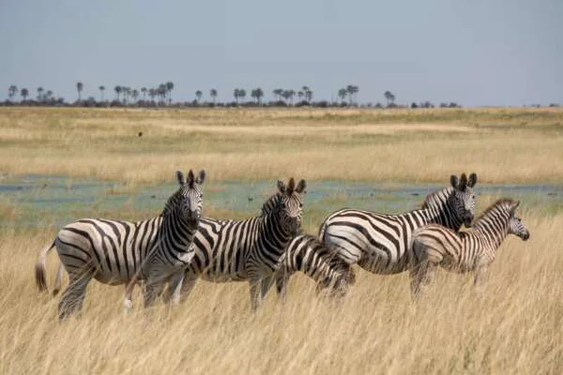 Nxai Pans National Park 4