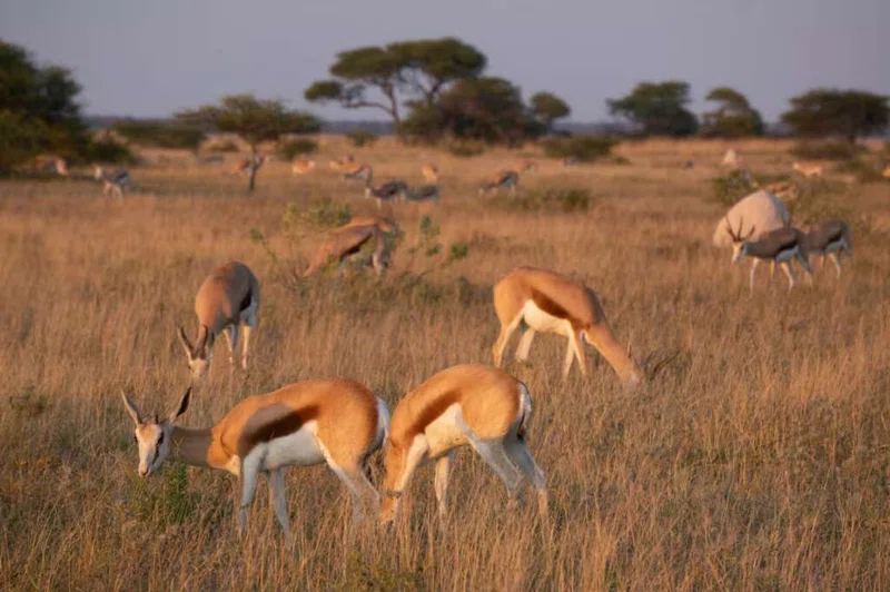 Nxai Pans National Park 3