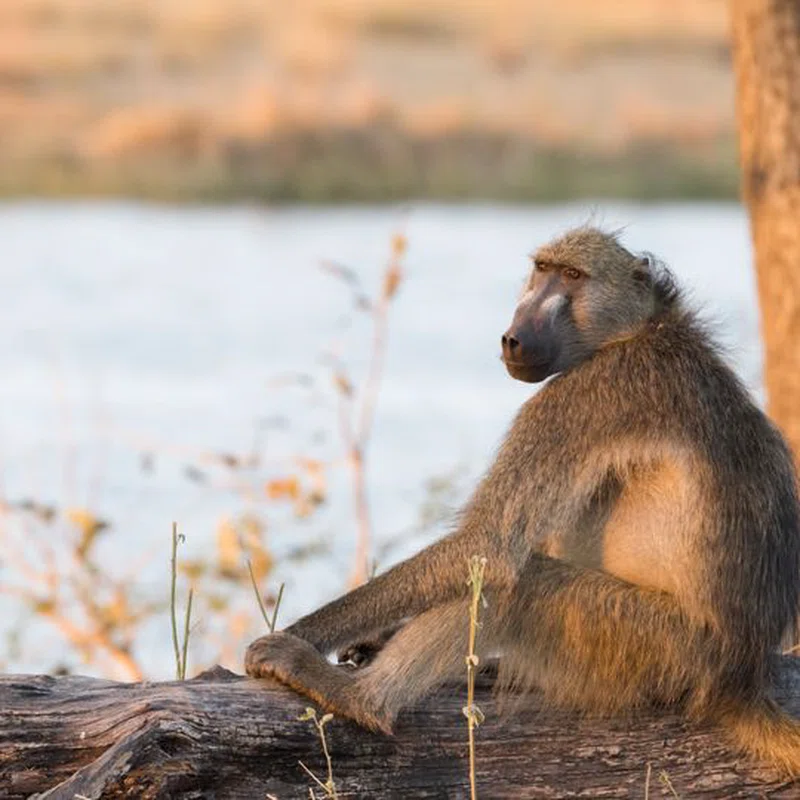 Bwabwata National Park 2