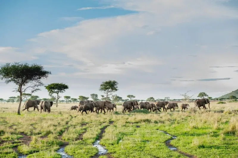 Serengeti National Park (Northern) 5