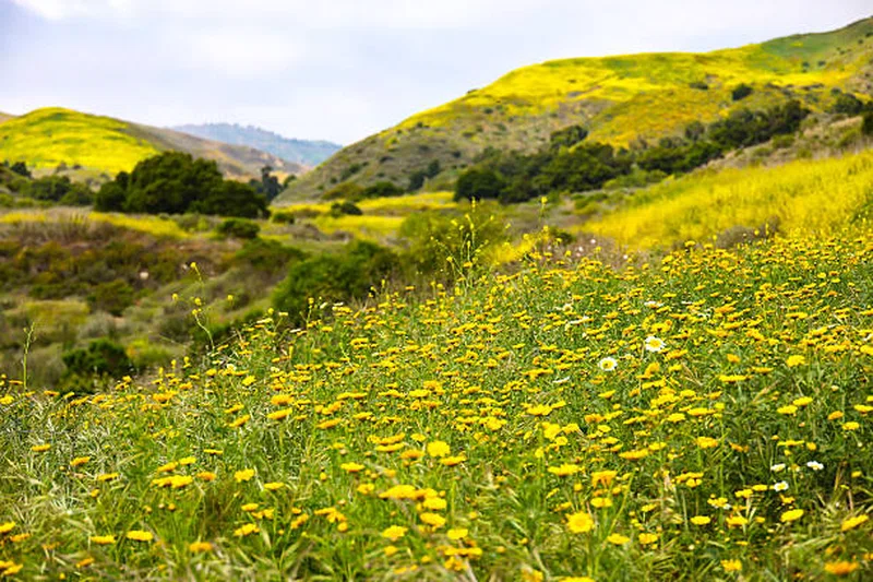 Blue Canyon Reserve 3