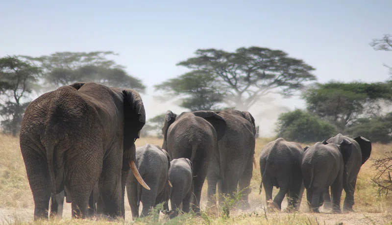 Seronera Valley, Serengeti National Park 2