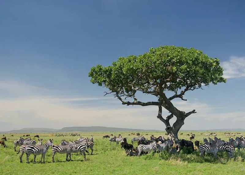 Serengeti Ndutu Park 2