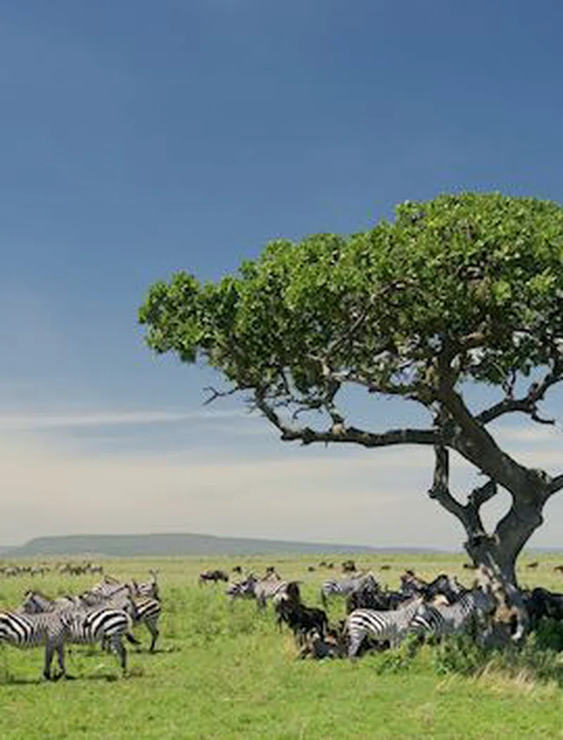 Serengeti Ndutu Park 4