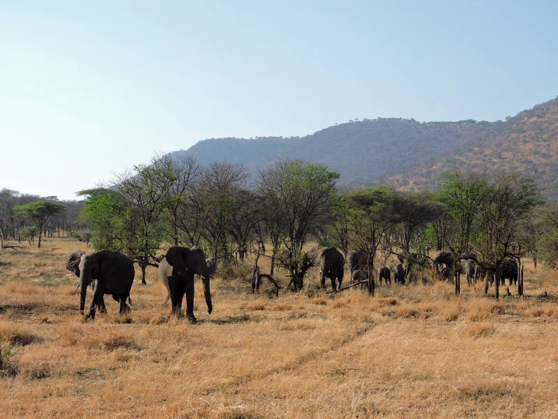 Serengeti National Park (Seronera) 5