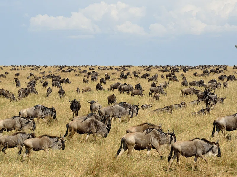 Serengeti National Park (Seronera) 2