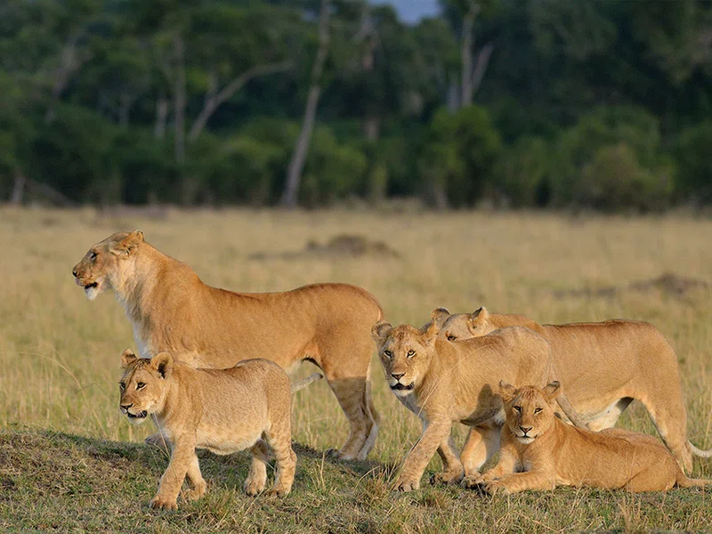 Serengeti National Park (Seronera) 4