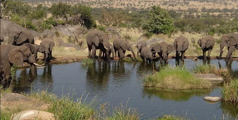 Western Corridor, Serengeti National Park 3