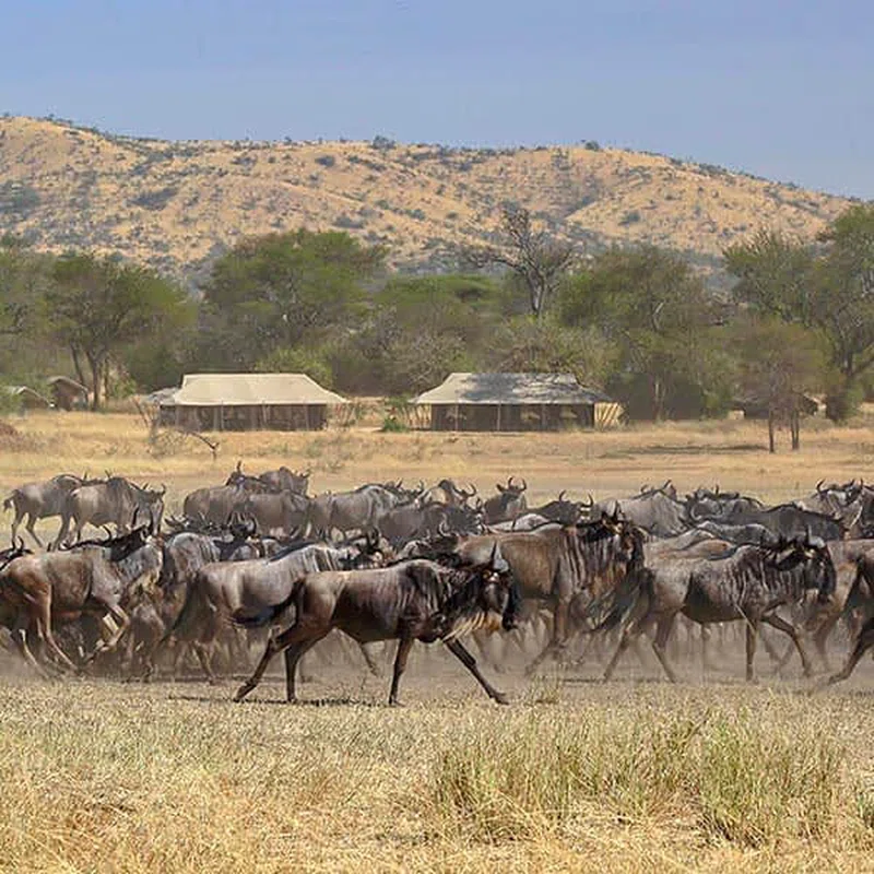 Western Corridor, Serengeti National Park 2