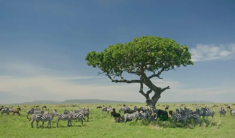 Western Corridor, Serengeti National Park 5