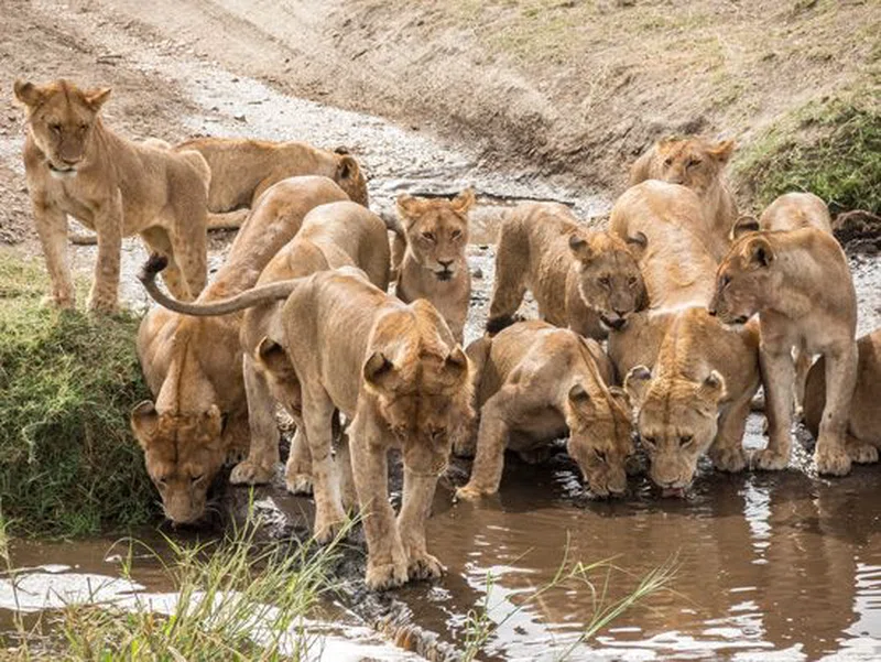 Serengeti National Park (Central Serengeti) 3