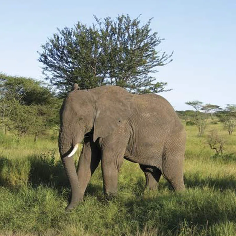 Serengeti National Park (Central Serengeti) 2