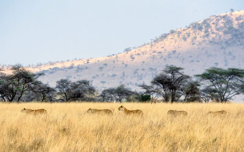 Serengeti National Park (Northern Serengeti) 3