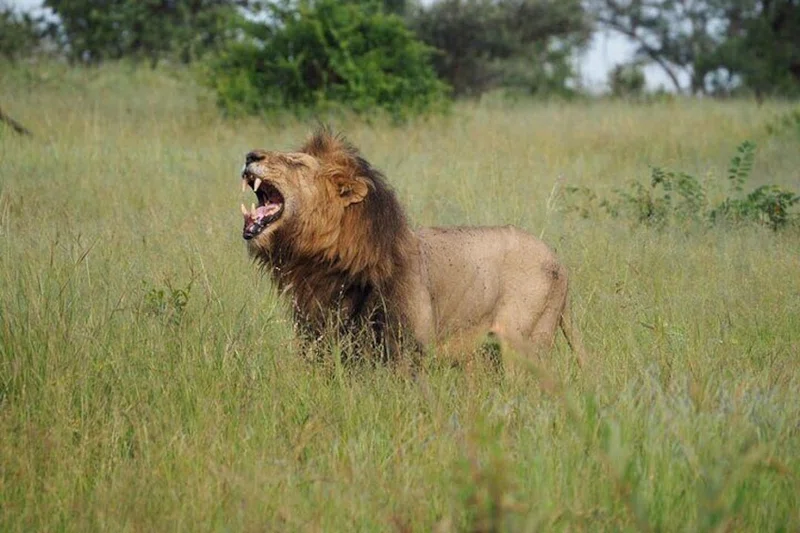 Balule Game Reserve 3