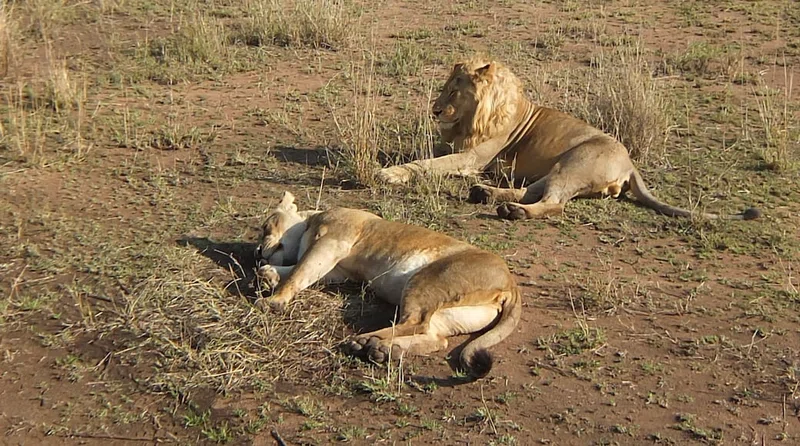 Central Serengeti / Seronera 4