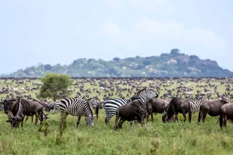 Central Serengeti / Seronera 3