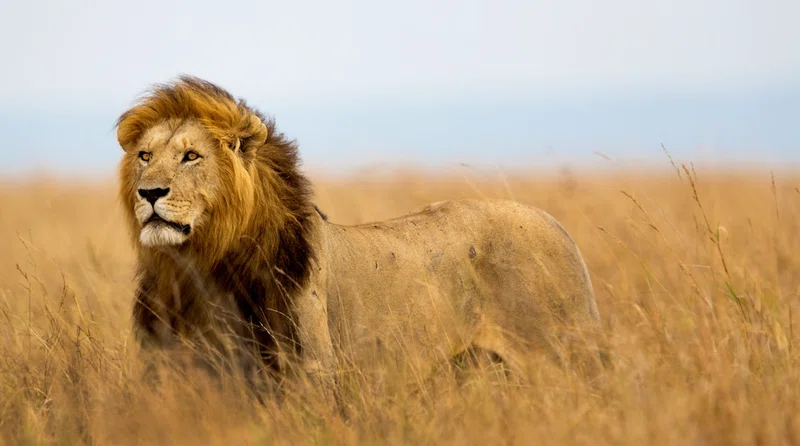 Central Serengeti / Seronera 5