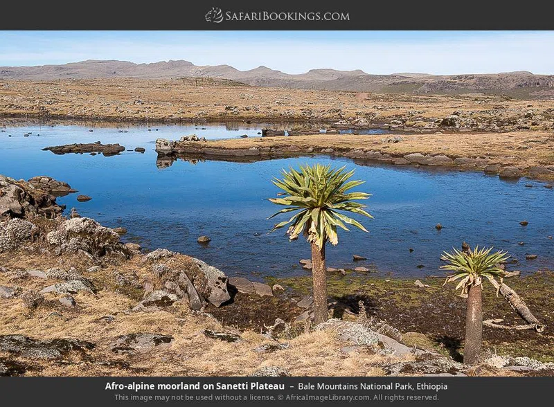 Sanetti Plateau, Bale Mountains National Park 4
