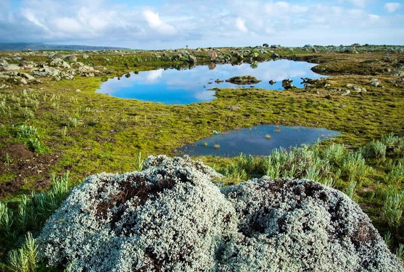 Sanetti Plateau, Bale Mountains National Park 3
