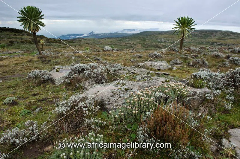 Sanetti Plateau, Bale Mountains National Park 2