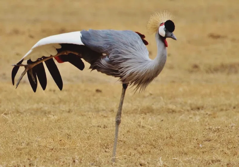 Central Serengeti NP 3