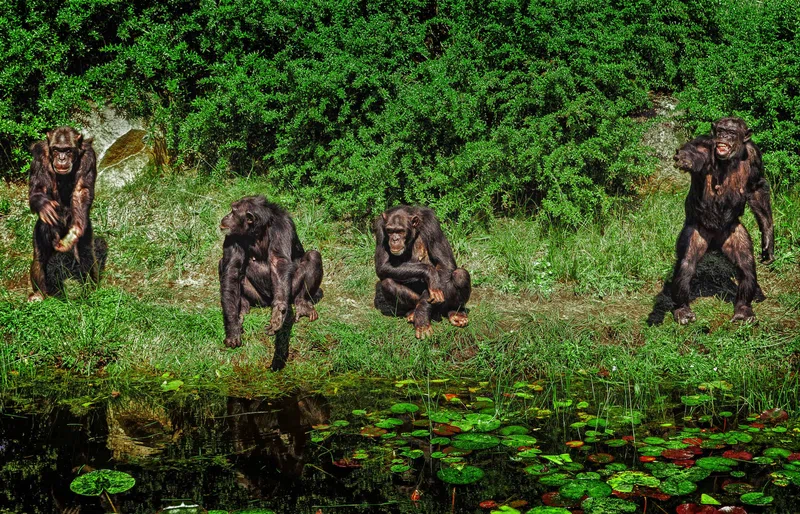 Rubondo Island National Park 5