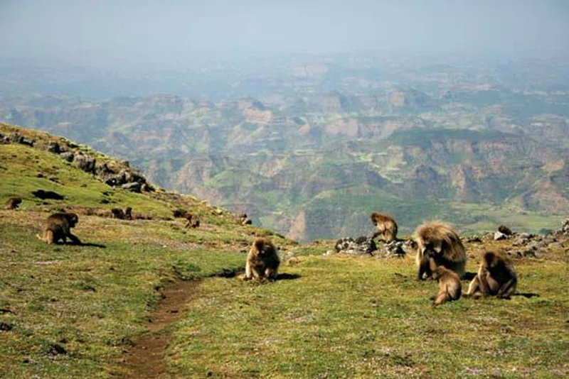 Simien Mountains National Park 3