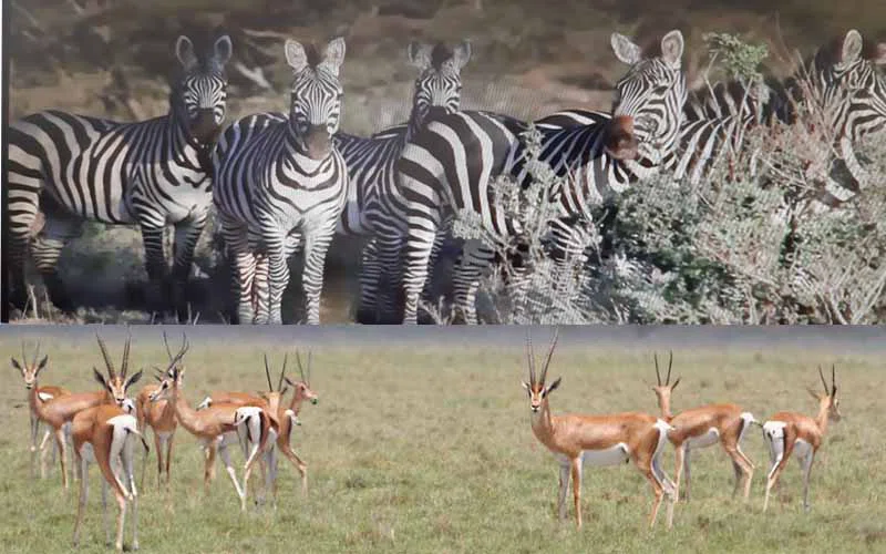 Borana National Park – Yabelo Wildlife Sanctuary 2
