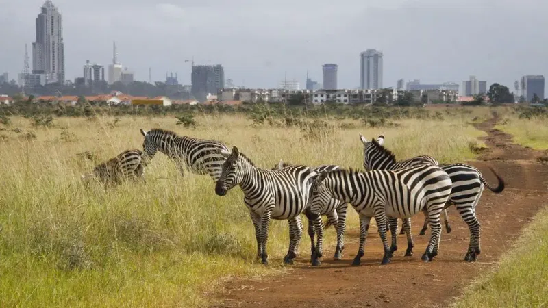 Borana National Park – Yabelo Wildlife Sanctuary 5