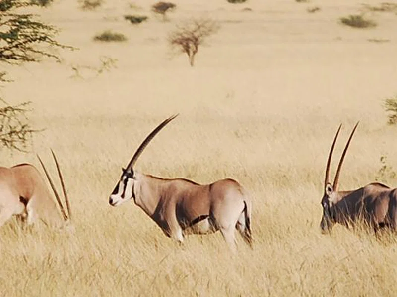 Borana National Park – Yabelo Wildlife Sanctuary 3