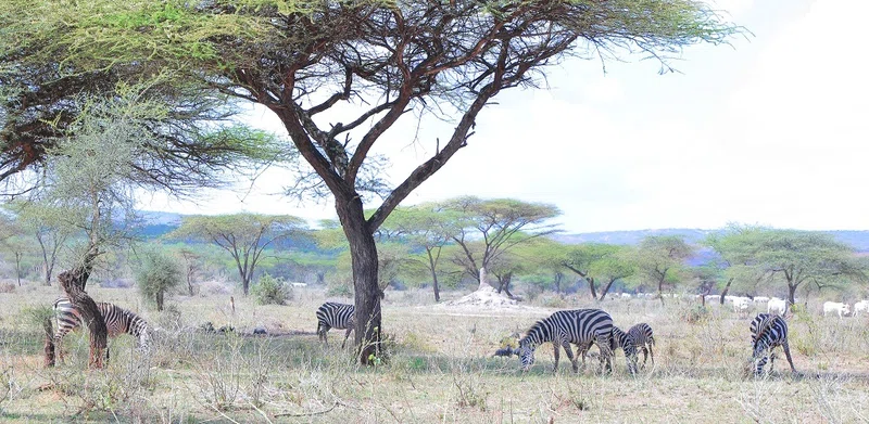 Borana National Park – Yabelo Wildlife Sanctuary 4