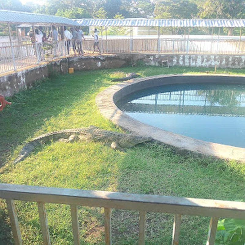Arba Minch Crocodile Ranch 3